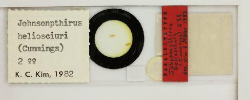 Johnsonphthirus heliosciurus Cummings, 1913 - 010700305_reverse