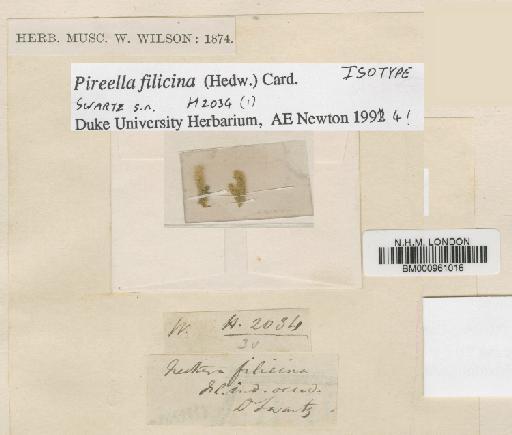 Pireella filicina (Hedw.) Cardot - BM000961016