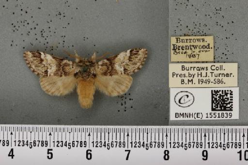 Drymonia dodonaea ab. intermedia Schawerda, 1916 - BMNHE_1551839_243033