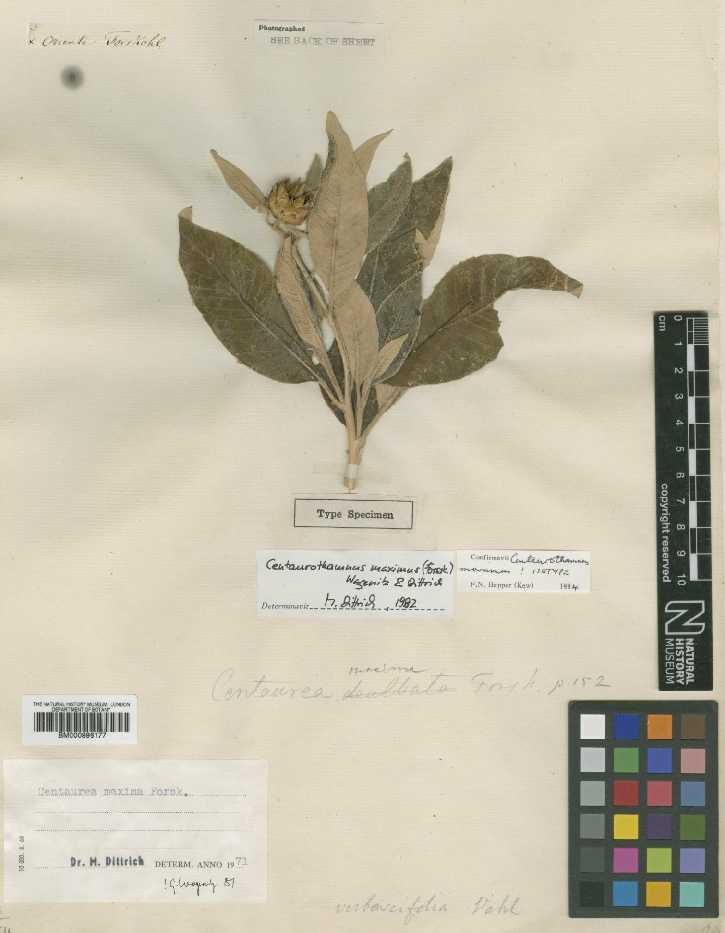 To NHMUK collection (Centaurothamnus maximus (Forssk.) Wagenitz & Dittrich; Isotype; NHMUK:ecatalogue:479756)