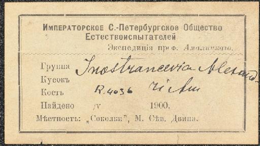 Inostrancevia alexandri Amalitzky, 1922 - NHMUK PV R 4036 - label