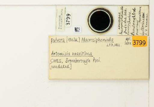 Macrosiphoniella pulvera Walker, 1848 - 014826158_113013_1094739_835815_NoStatus