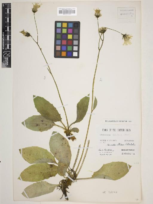 Hieracium hebridense Pugsley - 000932951