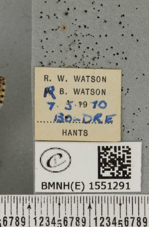 Polyploca ridens (Fabricius, 1787) - BMNHE_1551291_label_238613