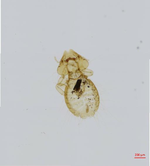 Megaginus emarginatus Carriker, 1936 - 010682066__2017_08_08-Scene-2-ScanRegion1