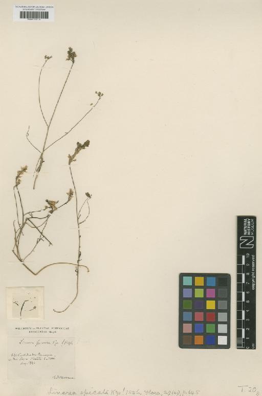 Linaria viscosa subsp. spicata (Kunze) D.A.Sutton - BM001209124
