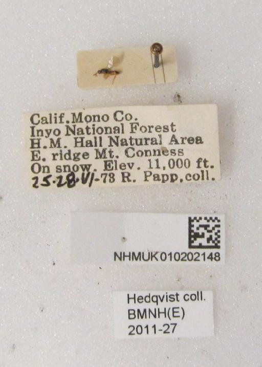 Euplectrus Westwood, 1832 - 010202148 label