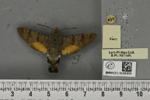 Macroglossum stellatarum (Linnaeus, 1758) - BMNHE_1634303_205884