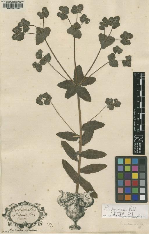 Euphorbia characias L. - BM000628684