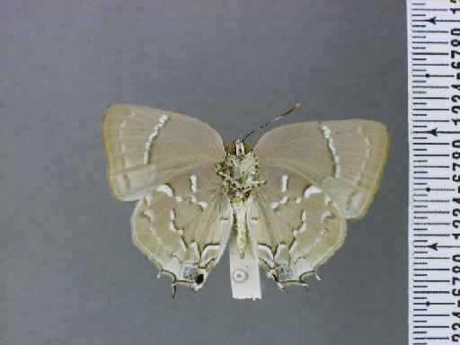 Thecla mecrida Hewitson, 1867 - NHMUK010891002_Celmia_mecrida_Hewitson_syntype_Ventral 1