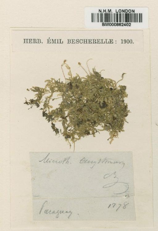 Mittenothamnium eurystomum (Besch.) Cardot - BM000862402