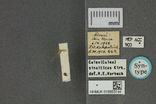 Culex sinaiticus Kirkpatrick - 015553144_Culex_sinaiticus_ST_Labels