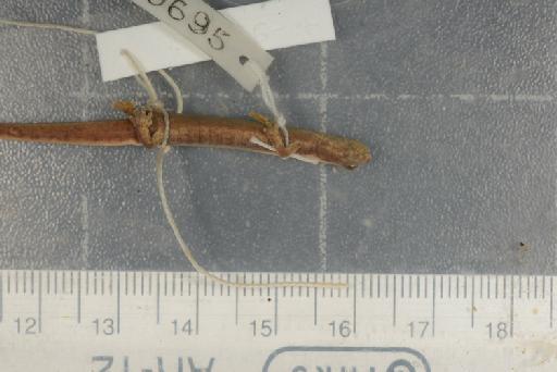 Chiropterotriton bromeliacea - Image of specimen 1946.9.6.38