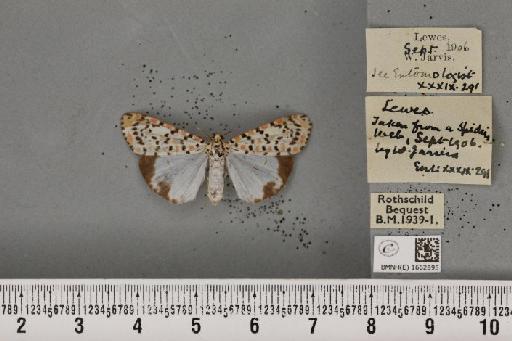 Utetheisa pulchella (Linnaeus, 1758) - BMNHE_1662895_283390