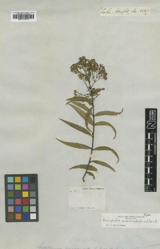 Koanophyllon ayapanoides (Griseb.) R.M.King & H.Rob. - BM001009275