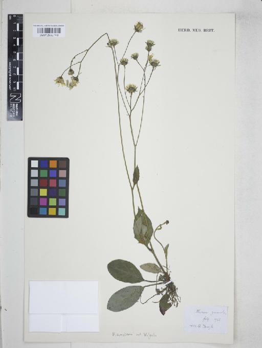 Hieracium sect. Vulgata (Griseb.) Willk. & Lange - 012559743