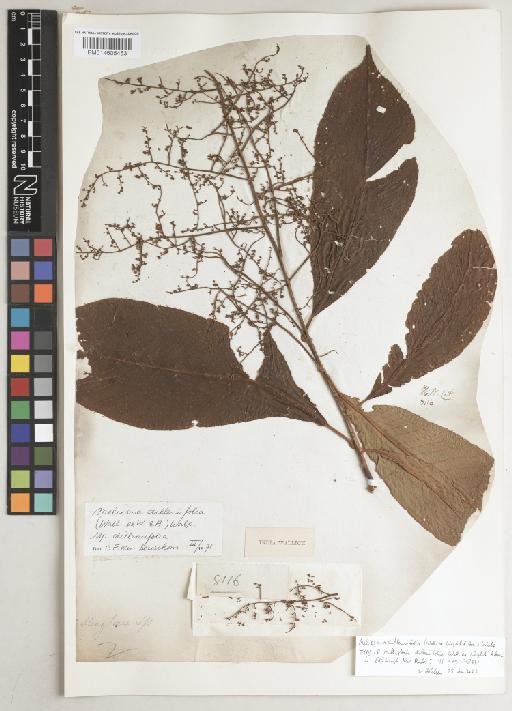 Meliosma dilleniifolia subsp. dilleniifolia (Wall. ex Wight & Arn.) Walp. - BM014605453