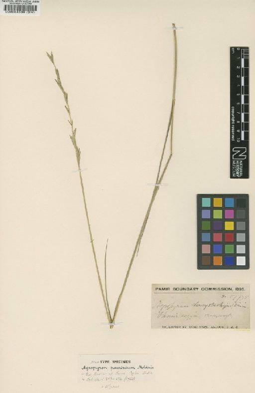 Elymus pamiricus (Melderis) Tzvelev - BM000064590