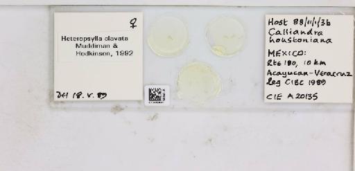 Heteropsylla clavata Muddiman & Hodkinson, 1992 - 013482441_117194_1146201_157832_NonType