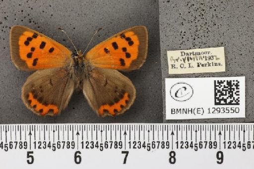 Lycaena phlaeas eleus (Fabricius, 1798) - BMNHE_1293550_130753