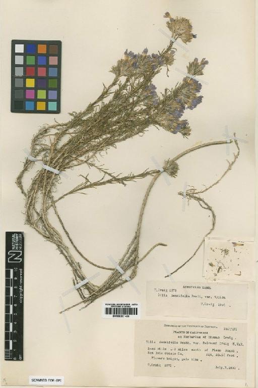 Eriastrum densifolium (Benth.) H.Mason - BM000901490
