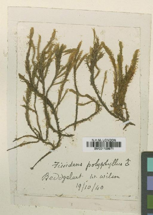 Fissidens polyphyllus Wilson ex Bruch, Schimp. & W.Gümbel - BM001109971
