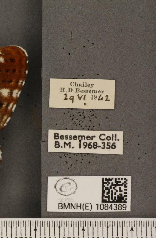 Limenitis camilla (Linnaeus, 1764) - BMNHE_1084389_label_53502