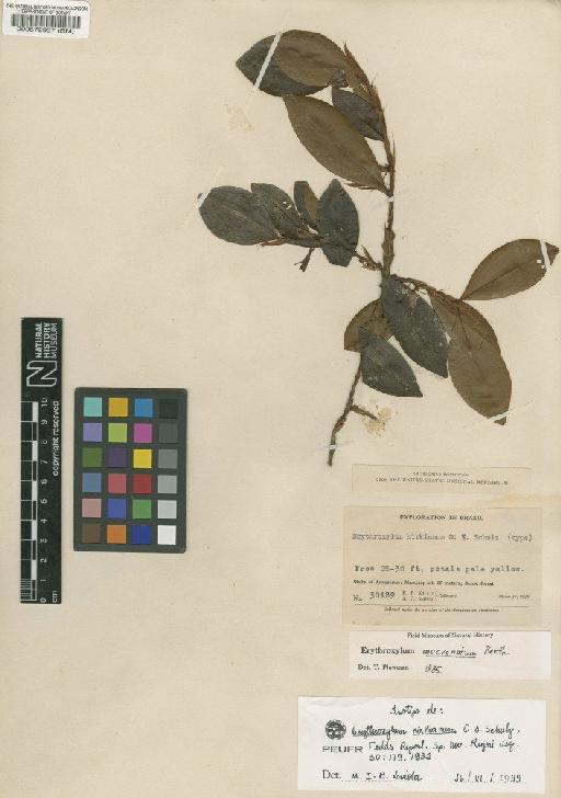 Erythroxylum kirkianum O.E.Schulz - BM000572957