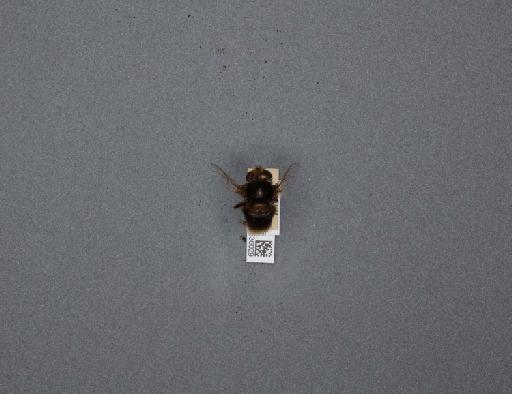 Eristalis (Eoseristalis) intricarius (Linnaeus, 1758) - 012536029_184240_1283562