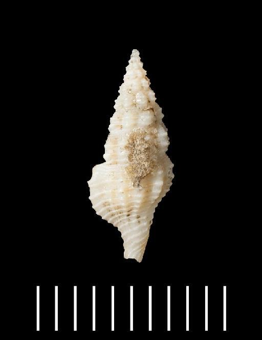 Clavatula spurca Hinds, 1843 - 1879.2.26.53_c