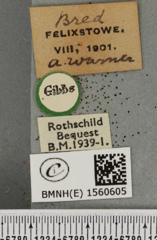 Euproctis chrysorrhoea ab. auriflua Esper, 1785 - BMNHE_1560605_label_253084