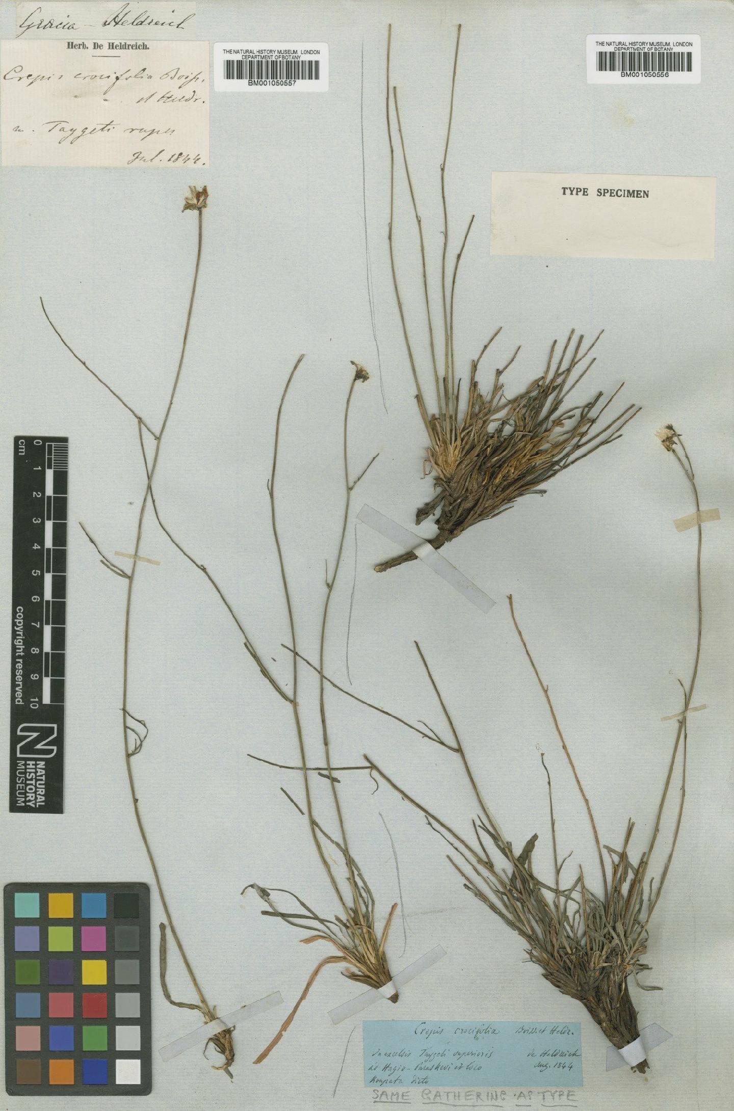 To NHMUK collection (Crepis crocifolia Boiss. & Heldr.; Type; NHMUK:ecatalogue:2395682)