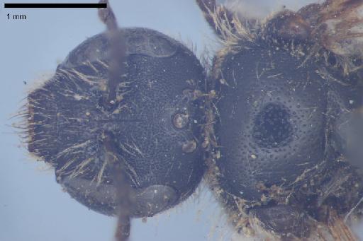 Melitta punctulata Kirby, 1802 - 013380583-NHMUK-Melitta_punctulata-holotype-female-face-4_0x