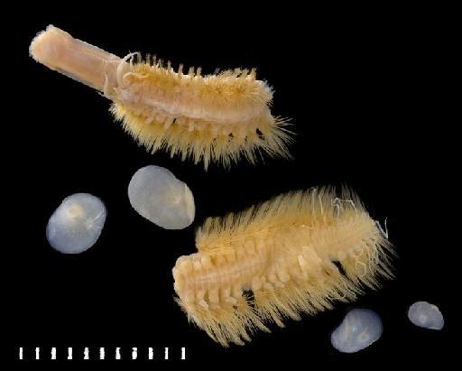 Lagisca indica Potts, 1910 - Polychaete type specimen 1924.3.1.111 view 1