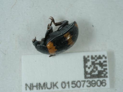 Diaperis boleti (Linnaeus, 1758) - 015073906_2