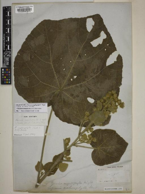 Pavonia malacophylla (Link & Otto) Garcke - BM000583368