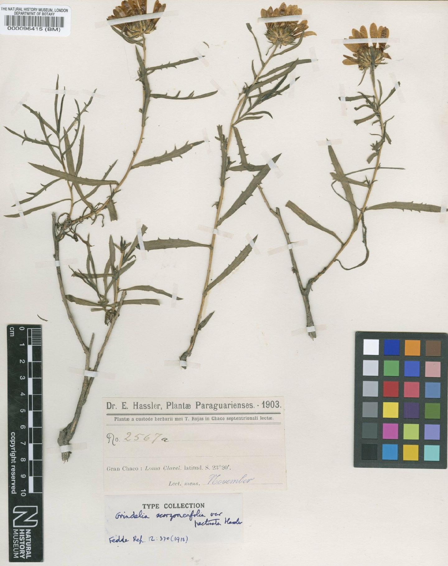 To NHMUK collection (Grindelia scorzonerifolia var. pectinata Hassl.; Type; NHMUK:ecatalogue:4567031)