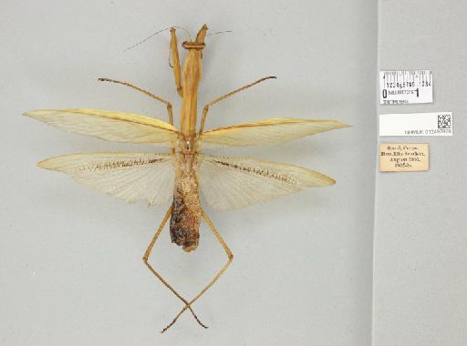 Tenodera angustipennis Saussure, 1869 - 012497829_71131_82115