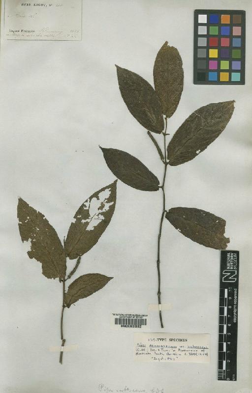 Piper demerararum var. rubescens (C.DC.) Trel. & Yunck. - BM000630662