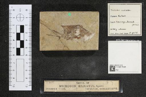 Microdon radiatus Agassiz, 1843 - 010037951_L010041390