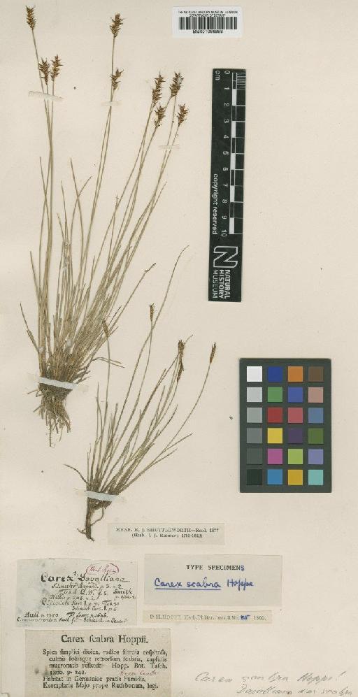 Carex davalliana Sm. - BM001066998