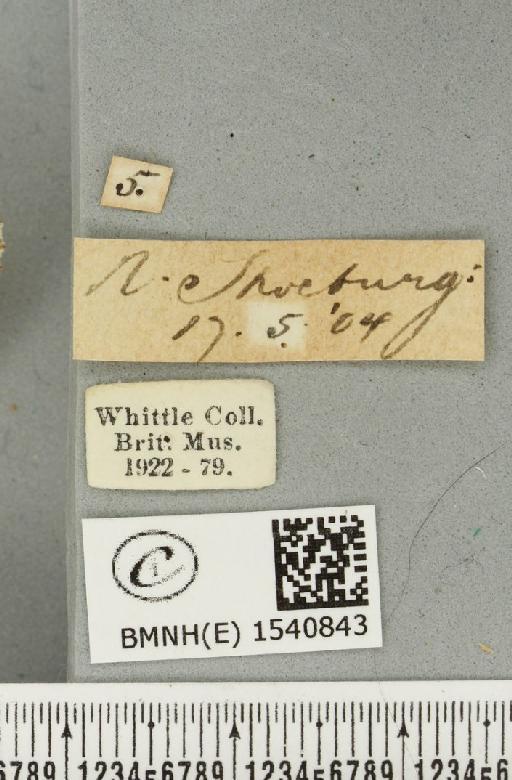 Pterostoma palpina palpina (Clerck, 1759) - BMNHE_1540843_label_246460