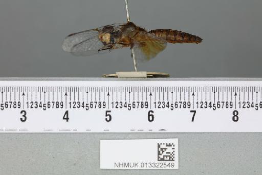 Perithemis austeni Kirby, 1897 - 013322549_lateral