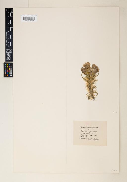 Cirsium palustre (L.) Scop. - 014131605