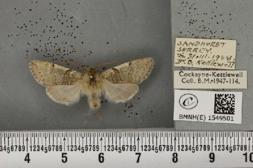 Achlya flavicornis galbanus Tutt, 1891 - BMNHE_1549501_239096