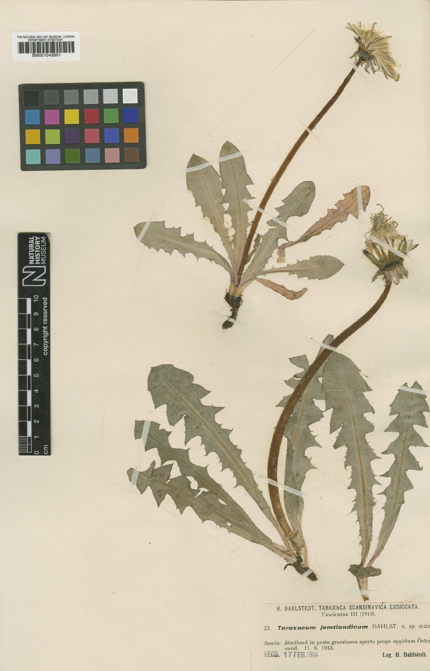 To NHMUK collection (Taraxacum jemtlandicum Dahlst.; Type; NHMUK:ecatalogue:1999157)