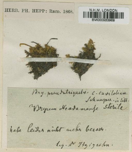 Bryum neodamense Itzigs. - BM000983969