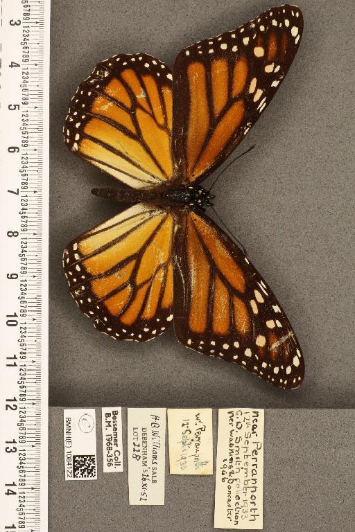 Danaus plexippus (Linnaeus, 1758) - BMNHE_1084122_53283