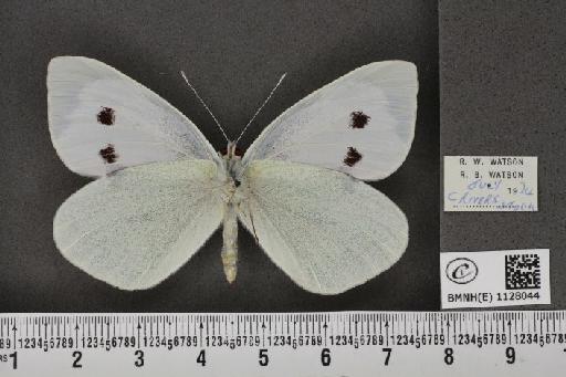 Pieris brassicae ab. coerulea Gardiner, 1963 - BMNHE_1128044_84907