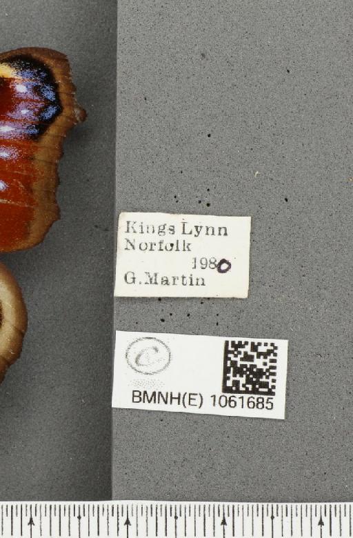 Aglais io (Linnaeus, 1758) - BMNHE_1061685_label_22314